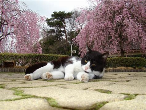 美しさに感動！ 桜咲く猫さん達の画像集 Cats Cute Animals Cool Cats