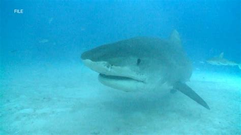 3 Shark Attacks In Within Two Day At A Florida Beach Good Morning America
