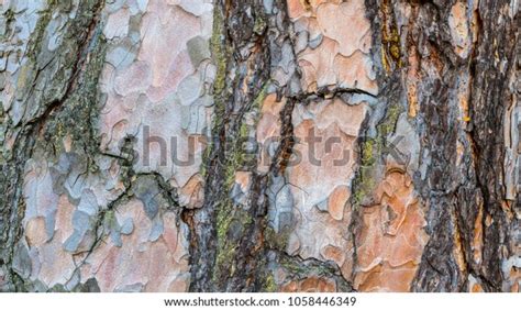 Closeup Flaky Pine Bark Texture Pinus Stock Photo 1058446349 Shutterstock