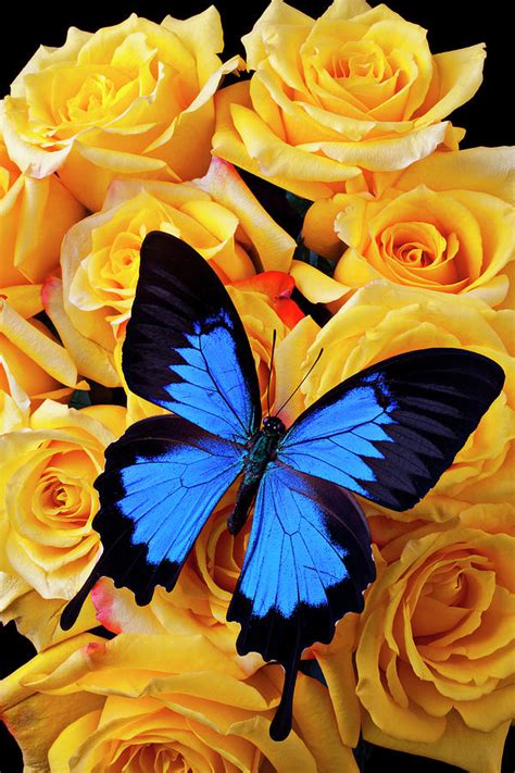 Bright Blue Butterfly On Yellow Roses Photograph By Garry Gay