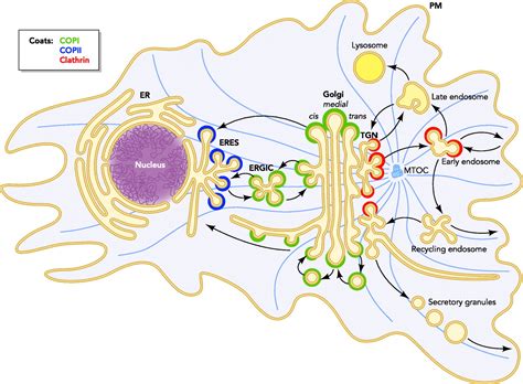 Golgi Apparatus Biochemistry Medbullets Step 1
