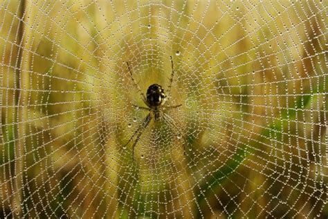 Spider In Dew Covered Web Stock Image Image Of Center 62314421