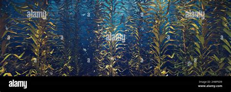 Beautiful Kelp Forest Brown Algae Seaweed Stock Photo Alamy