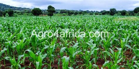 Maize Farming How To Grow Maize Step By Step Agro4africa