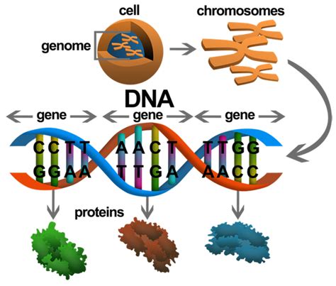 Genes Are Just Part Of It As Of Long Dna Chains Which Represent A