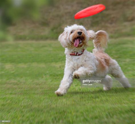 Dog Catching Frisbee Foto De Stock Getty Images