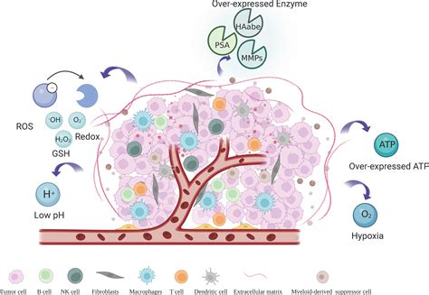 Frontiers Tumor Microenvironment Responsive Metal Nanoparticles In Cancer Immunotherapy