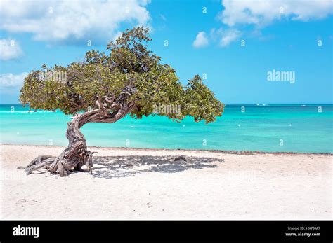 Divi Divi Tree On Aruba Island In The Caribbean Sea Stock Photo Alamy