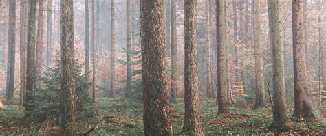 Download Wallpaper 2560x1080 Forest Fog Trees Coniferous Pine Dual