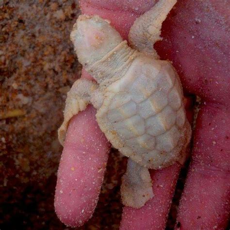Saved Baby Sea Turtle Albino Animals Turtle Tortoise