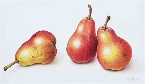 Red Pears 1996 Wc On Paper Margaret Ann Eden As Art Print Or Hand