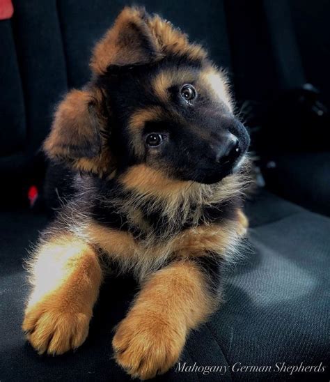 35 German Shepherd Puppies That Really Cute Fallinpets