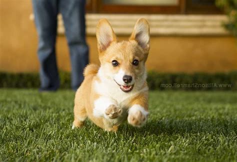 Finding a breeder for the corgi husky mix can be a very difficult job. Corgi Breeders San Diego | 動物 かわいい, コーギー, かわいい