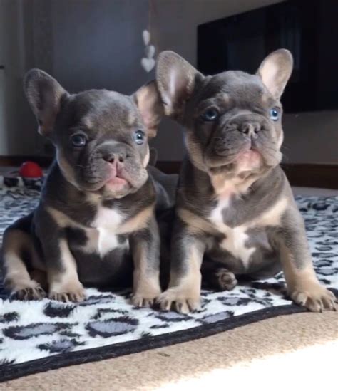 Though they aren't mature yet, you can now begin to split their daily amount of food into 3 servings a day. **STUNNUNG QUALITY KC REG FRENCH BULLDOG PUPPIES ...