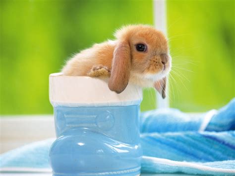 Cute And Funny Pictures Of Animals 13 Bunny
