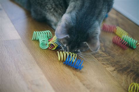 Find out why and what to do here! Why Do Cats Chew on Plastic? Is It Dangerous? Can I Get My ...