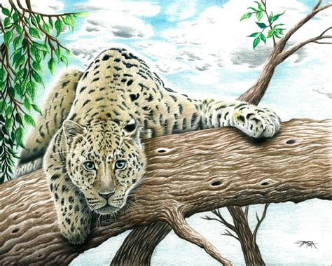 Amur Leopard Drawing Deviantart Amur Leopard Formrisorm