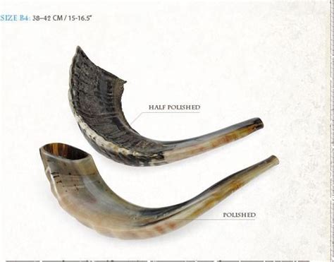 Kosher Rams Horn Shofar By Ram Horns Shofar Horns