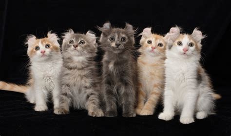 Contact australian mist cat association on messenger. American Curl Cat Breeders in the United States ...