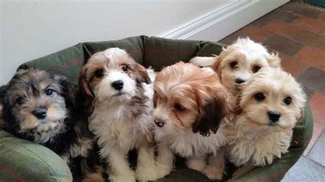 Please select an option below for more information about our services and adopting a pet in the new york city or los angeles area? Beautiful Cavapoo Puppies Available FOR SALE ADOPTION from ...