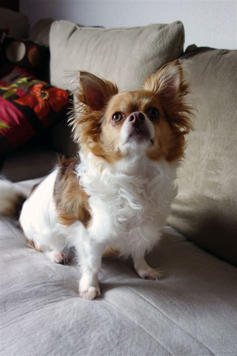 Pin On Long Haired Chihuahuas