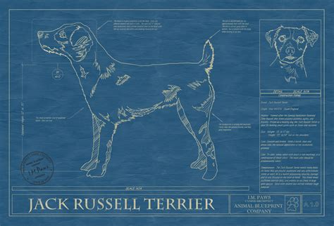 Jack Russell Terrier Dog Art Blueprint Animal Blueprint Company