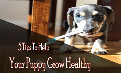 How Do You Keep A Puppy Healthy