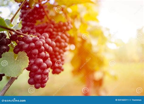 Vineyard With Ripe Grapes At Sunset Stock Image Image Of Harvest