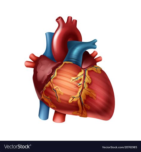 Vector Illustration Diagram Human Heart Anatomy Stock Vector Royalty