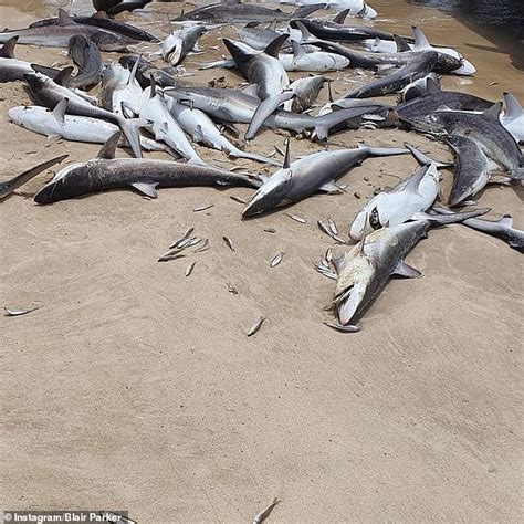 Dozens Of Dead Sharks Wash Up On The Beach At South Stradbroke Island
