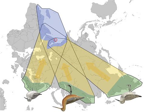 The Migratory Flyways Of Three Populations Of Arctic Shorebirds