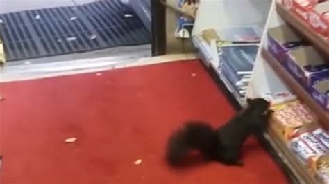 Sneaky Squirrel Steals Candy Bar From Store Again The Washington Post