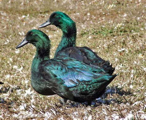Cayuga Duck Breed Information Fermer House