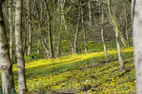 Woodland in spring Creative Commons Stock Image