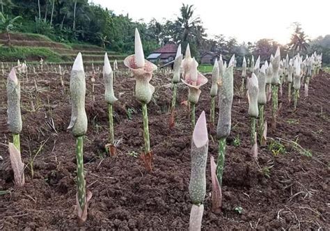 Tanaman porang masuk dalam jenis. Porang Di Jambi : 8 Anggota DPRD Tanah Bumbu Belajar ...