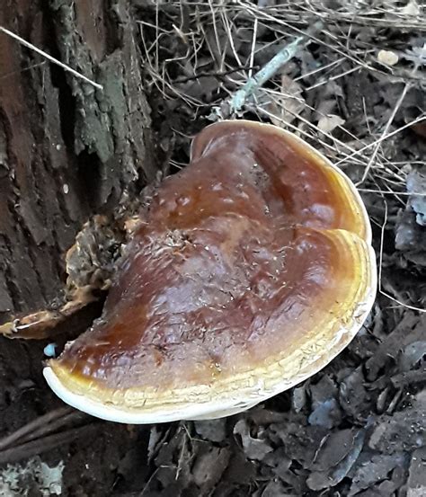 Wild Mushrooms That Grow In San Antonio Mycobuddy