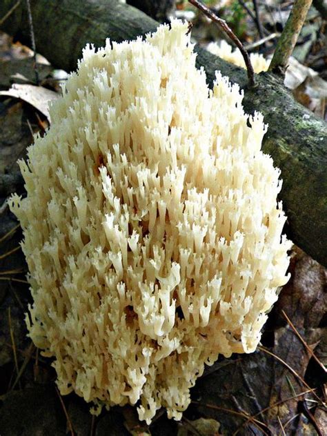 Coral Fungus Wild Mushroom Recipes Stuffed Mushrooms