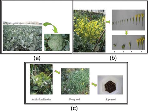 Plant Materials Of Broccoli During Flower Development A Florets In