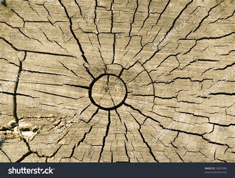 Cut Log Woodgrain Background Texture Stock Photo 53601082 Shutterstock