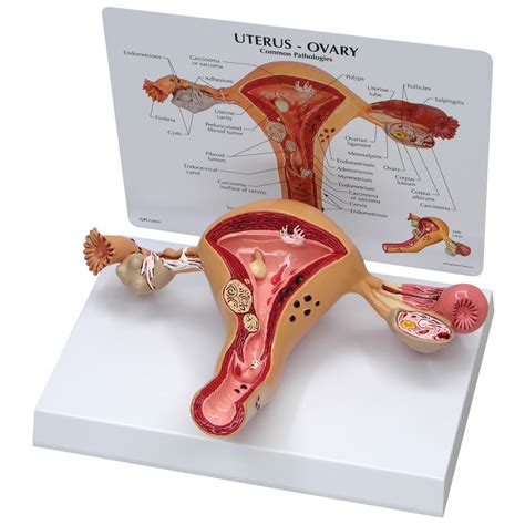 Uterus And Ovaries Model Reproductive System Human Anatomy Biology