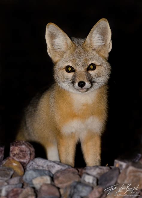Kit Fox Death Valley Np Ca Art In Nature Photography