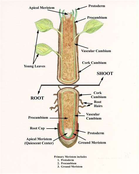 Internal Structure Of Root Plant Roots Human Anatomy And Physiology