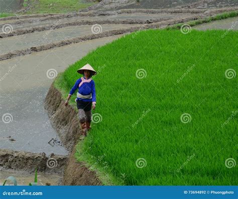 Rice Farmers Working On Rice Terrace Fields In Sapa Vietnam Editorial Photography Image Of