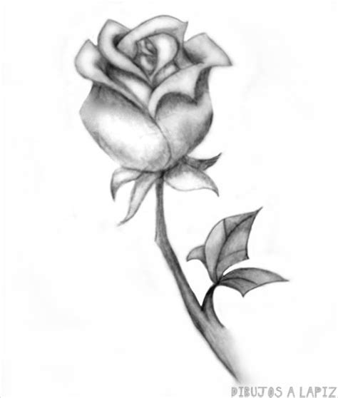 Dibujos De Rosas F Ciles Y Gratis