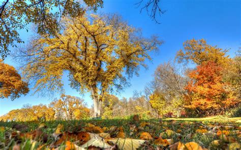 Beautiful Autumn Trees Grass Yellow Leaves Wallpaper Nature And