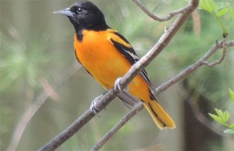 the baltimore oriole in michigan is a subspecies of the northern oriole