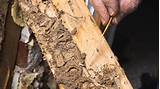 Pictures of How To Know If Termite Damage Is Bad