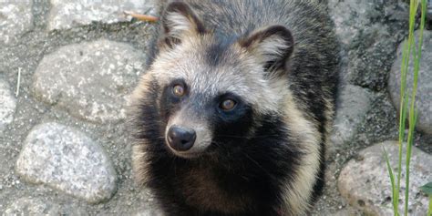 These Rare Japanese Tanuki Dogs Look Identical To Raccoons Indie88