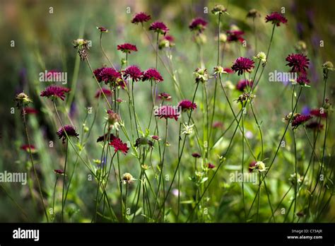 The Delicate Flowers Of Scabiosa Atropurpurea Also Known As The