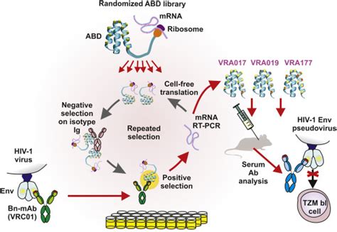 Proteins Mimicking Epitope Of HIV 1 Virus Neutralizing Antibody Induce